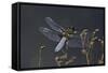 Libellula Depressa (Broad-Bodied Chaser) - Male-Paul Starosta-Framed Stretched Canvas