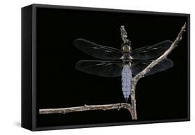 Libellula Depressa (Broad-Bodied Chaser) - Male-Paul Starosta-Framed Stretched Canvas