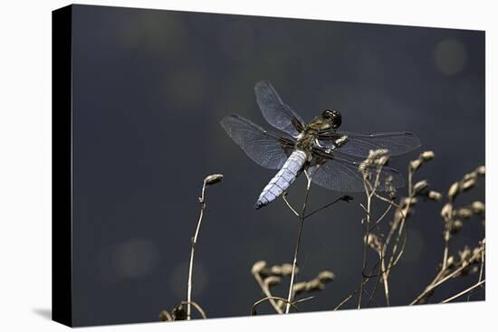 Libellula Depressa (Broad-Bodied Chaser) - Male-Paul Starosta-Stretched Canvas