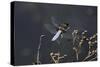 Libellula Depressa (Broad-Bodied Chaser) - Male-Paul Starosta-Stretched Canvas