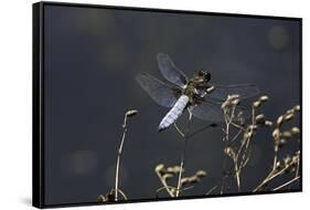 Libellula Depressa (Broad-Bodied Chaser) - Male-Paul Starosta-Framed Stretched Canvas