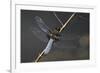 Libellula Depressa (Broad-Bodied Chaser) - Male-Paul Starosta-Framed Photographic Print