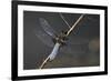 Libellula Depressa (Broad-Bodied Chaser) - Male-Paul Starosta-Framed Photographic Print