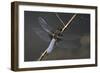 Libellula Depressa (Broad-Bodied Chaser) - Male-Paul Starosta-Framed Photographic Print