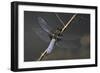 Libellula Depressa (Broad-Bodied Chaser) - Male-Paul Starosta-Framed Photographic Print