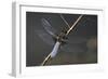 Libellula Depressa (Broad-Bodied Chaser) - Male-Paul Starosta-Framed Photographic Print