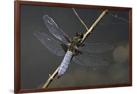 Libellula Depressa (Broad-Bodied Chaser) - Male-Paul Starosta-Framed Photographic Print