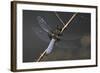 Libellula Depressa (Broad-Bodied Chaser) - Male-Paul Starosta-Framed Photographic Print