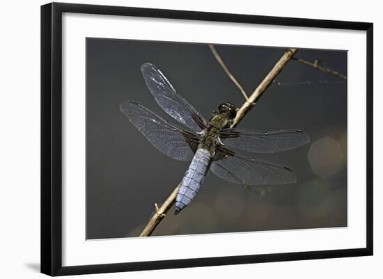 Libellula Depressa (Broad-Bodied Chaser) - Male-Paul Starosta-Framed Photographic Print