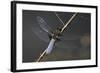 Libellula Depressa (Broad-Bodied Chaser) - Male-Paul Starosta-Framed Photographic Print