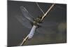 Libellula Depressa (Broad-Bodied Chaser) - Male-Paul Starosta-Mounted Photographic Print