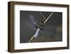 Libellula Depressa (Broad-Bodied Chaser) - Male-Paul Starosta-Framed Photographic Print