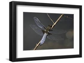 Libellula Depressa (Broad-Bodied Chaser) - Male-Paul Starosta-Framed Photographic Print