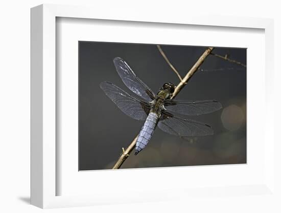 Libellula Depressa (Broad-Bodied Chaser) - Male-Paul Starosta-Framed Photographic Print