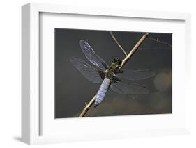 Libellula Depressa (Broad-Bodied Chaser) - Male-Paul Starosta-Framed Photographic Print