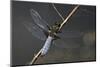 Libellula Depressa (Broad-Bodied Chaser) - Male-Paul Starosta-Mounted Photographic Print