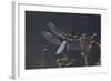 Libellula Depressa (Broad-Bodied Chaser) - Male-Paul Starosta-Framed Photographic Print