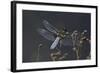 Libellula Depressa (Broad-Bodied Chaser) - Male-Paul Starosta-Framed Photographic Print