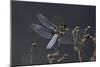 Libellula Depressa (Broad-Bodied Chaser) - Male-Paul Starosta-Mounted Photographic Print