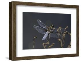 Libellula Depressa (Broad-Bodied Chaser) - Male-Paul Starosta-Framed Photographic Print