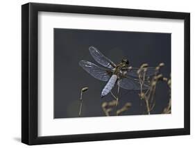 Libellula Depressa (Broad-Bodied Chaser) - Male-Paul Starosta-Framed Photographic Print