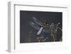 Libellula Depressa (Broad-Bodied Chaser) - Male-Paul Starosta-Framed Photographic Print