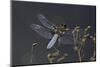 Libellula Depressa (Broad-Bodied Chaser) - Male-Paul Starosta-Mounted Photographic Print