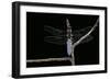 Libellula Depressa (Broad-Bodied Chaser) - Male-Paul Starosta-Framed Photographic Print