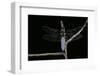 Libellula Depressa (Broad-Bodied Chaser) - Male-Paul Starosta-Framed Photographic Print