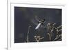 Libellula Depressa (Broad-Bodied Chaser) - Male-Paul Starosta-Framed Photographic Print