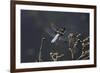 Libellula Depressa (Broad-Bodied Chaser) - Male-Paul Starosta-Framed Photographic Print