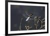 Libellula Depressa (Broad-Bodied Chaser) - Male-Paul Starosta-Framed Photographic Print