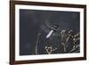 Libellula Depressa (Broad-Bodied Chaser) - Male-Paul Starosta-Framed Photographic Print