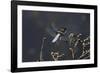 Libellula Depressa (Broad-Bodied Chaser) - Male-Paul Starosta-Framed Photographic Print