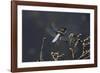 Libellula Depressa (Broad-Bodied Chaser) - Male-Paul Starosta-Framed Photographic Print