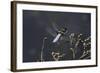 Libellula Depressa (Broad-Bodied Chaser) - Male-Paul Starosta-Framed Photographic Print