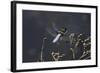 Libellula Depressa (Broad-Bodied Chaser) - Male-Paul Starosta-Framed Photographic Print