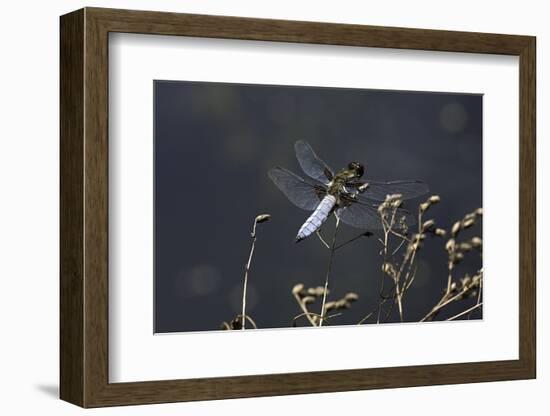 Libellula Depressa (Broad-Bodied Chaser) - Male-Paul Starosta-Framed Photographic Print