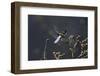 Libellula Depressa (Broad-Bodied Chaser) - Male-Paul Starosta-Framed Photographic Print