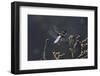 Libellula Depressa (Broad-Bodied Chaser) - Male-Paul Starosta-Framed Photographic Print