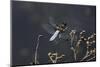 Libellula Depressa (Broad-Bodied Chaser) - Male-Paul Starosta-Mounted Photographic Print