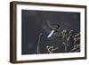 Libellula Depressa (Broad-Bodied Chaser) - Male-Paul Starosta-Framed Photographic Print