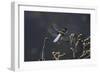 Libellula Depressa (Broad-Bodied Chaser) - Male-Paul Starosta-Framed Photographic Print