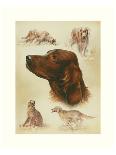 Irish Setter-Libero Patrignani-Art Print