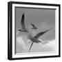 Libertad - Pop-Moises Levy-Framed Photographic Print