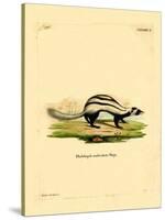 Libyan Striped Weasel-null-Stretched Canvas