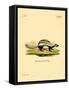 Libyan Striped Weasel-null-Framed Stretched Canvas