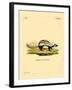 Libyan Striped Weasel-null-Framed Giclee Print