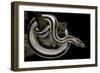 Lichanura Trivirgata Trivirgata (Mexican Rosy Boa)-Paul Starosta-Framed Photographic Print