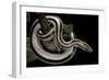 Lichanura Trivirgata Trivirgata (Mexican Rosy Boa)-Paul Starosta-Framed Photographic Print